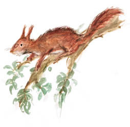 Eichhörnchen im Wald